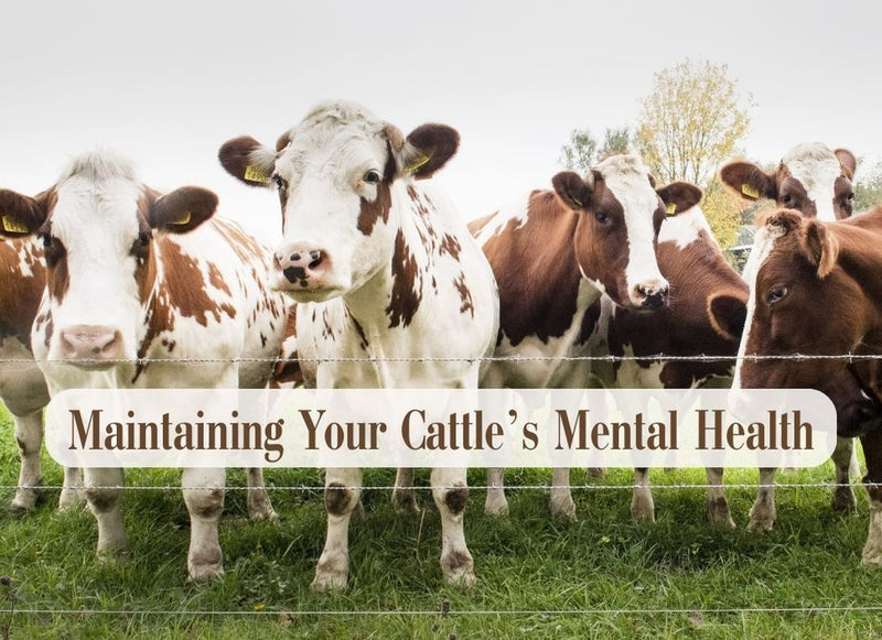 Maintaining *Proper* Cattle Mental Health