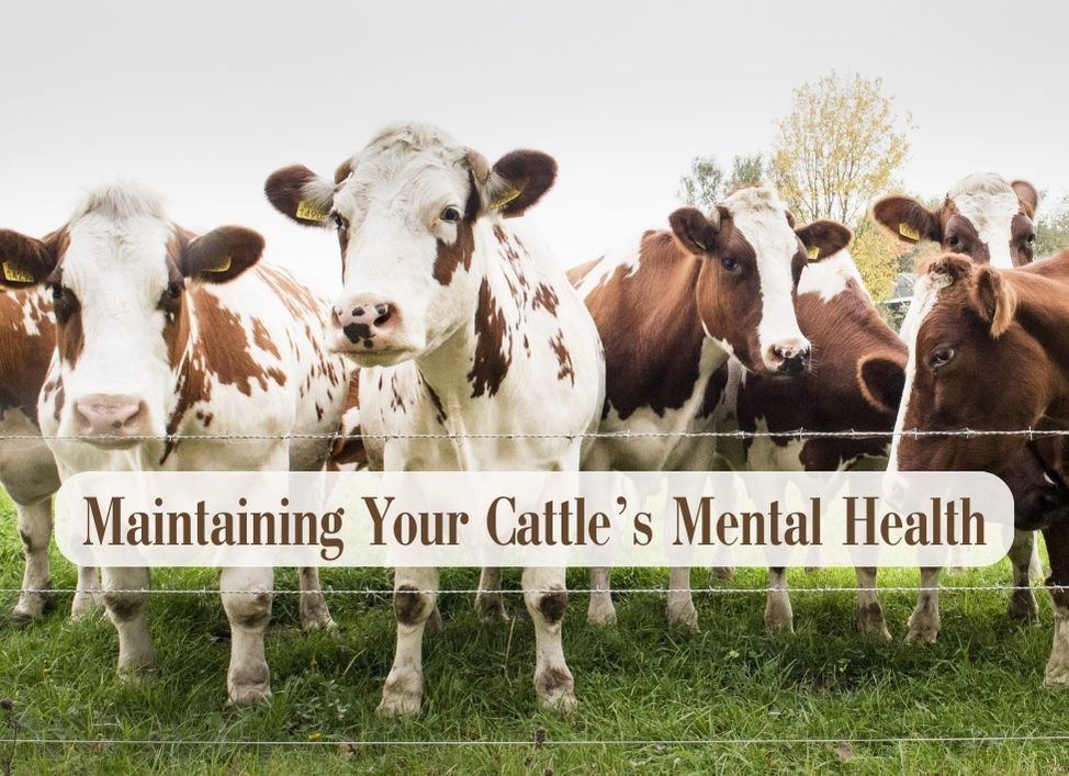 Maintaining *Proper* Cattle Mental Health