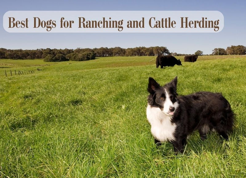 Black-and-white dog in a grassy cattle pasture beneath the heading ‘Best Dogs for Ranching and Cattle Herding
